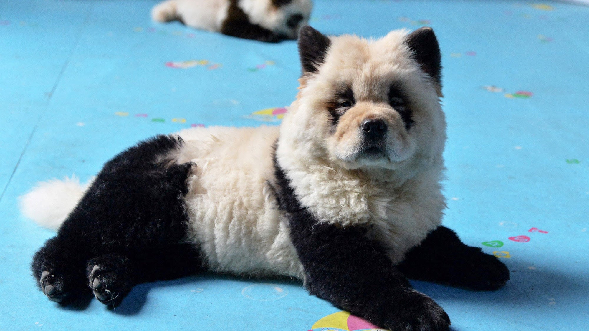 Chinese zoo dyes chow chows to look like 'panda dogs'