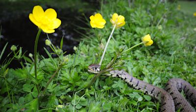 12 Plants That Will Keep Snakes Out of Your Yard, Pest Experts Say