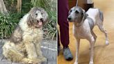 Florida Dog with Severely Matted Fur that Kept Her From Walking Gets Life-Changing 'Spa Day'