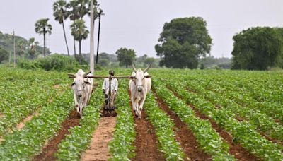 Socio Economic Outlook 2024 points to significant change in distribution and number of agricultural landholdings in Telangana