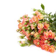 English roses are known for their lush, full blooms, often with a strong fragrance.