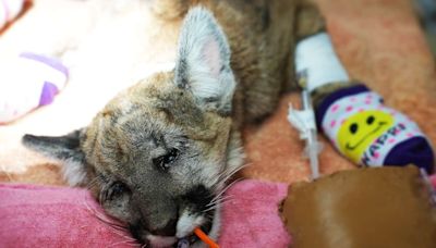 Mountain Lion Cub Hit by Vehicle Released Back into the Wild After 2 Surgeries
