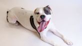 Elvis, Only Dog Left at Chicago Shelter, Is Adopted by Former Elvis Impersonator