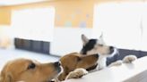 The Benefits of Dog Daycare