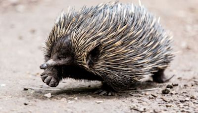 Bizarre egg-laying mammals once ruled Australia—then lost their teeth