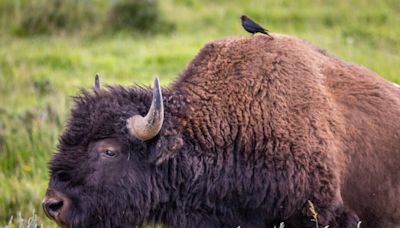 Yellowstone National Park releases record of decision for new bison management plan