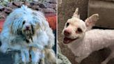 Stray Dog with Fur Matted 'So Bad' That Rescuers Couldn't Tell If He 'Had Two Eyes' Gets Makeover