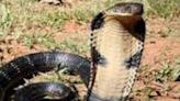 Students In Bihar School Spot A Giant Snake. Here’s What Happened Next - News18