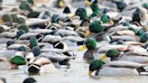 Good News for Duck Hunters: Mallard Limit in the Atlantic Flyway Returns to Four