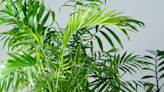 12 Indoor Palm Plants That Are Easy to Care For