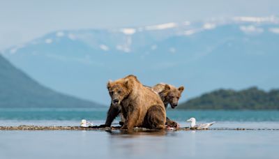 Experiencia salvaje en busca de osos pardos en el Parque Nacional Katmai