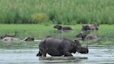 Assam flood: 61 forest camps in Kaziranga National Park, Tiger Reserve affected