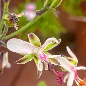 Smith College exhibit explores Sylvia Plath’s botanical inspiration