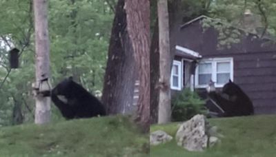 Police alert residents in central Massachusetts town of bear sighting: "This isn't Yogi"