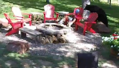 Watch: Bear gets inches away from boy eating popcorn in Aspen backyard