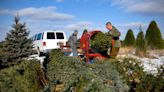 Central Minnesota Christmas tree farms are ready for you to choose yours this weekend