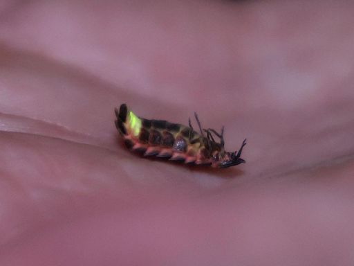 Spectators head out for glow-worm breeding season