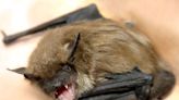 Windsor-Essex health unit issues warning after rabid bat found