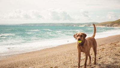 TV vet Dr Scott Miller shares 5 beach dangers all dog owners should look out for