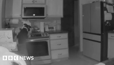 Watch: Dog accidentally turns on stove and sets fire to home