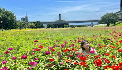 新北河濱「春遊少女的祕密花園」百花盛開到6月 | 蕃新聞