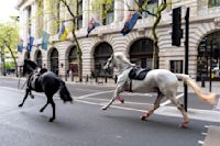 What happened to London runaway horses that bolted through the city?