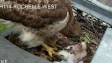 Hawk makes exciting return to Texas highway camera