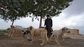 Defying taboos, Shiite cleric in Iran takes in street dogs and nurses them back to health