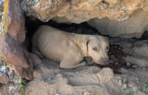 Dog Rescued After Being Found Hiding in Small Cutout on Side of Mountain in Arizona