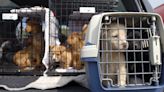 Commission proposes rules on pet welfare, illegal puppy trade