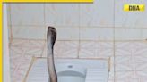 Viral video: Giant king cobra emerges from toilet, internet is petrified