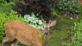 The 22 Best Deer-Resistant Shrubs to Plant (Because Bambi Is Getting on Your Nerves)