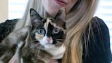 Cat-astrophe diverted: Family reunited with cat after they accidentally ship it out with return