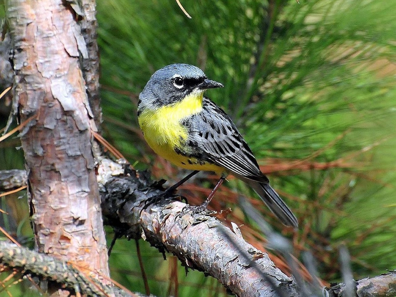 How to see one of North America’s rarest birds in Michigan this spring