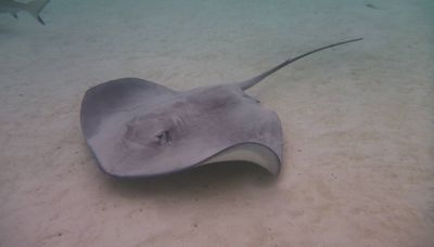 Stingray that appeared pregnant without male dies