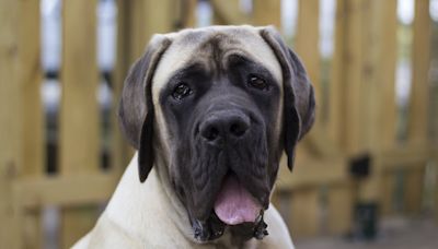 Chonky Boy Mastiff Waits Daily By Fence For BFF Postal Worker He Towers Over