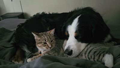 Dog Seeks Comfort in Foster Cat After Heartbreaking Loss