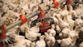 U.S. nears record poultry deaths from bird flu; virus type complicates fight