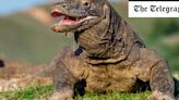 Komodo dragons have iron-tipped teeth to tear into flesh