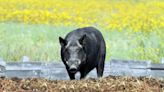 Saskatchewan puts moratorium on wild boar farms, toughens regulations