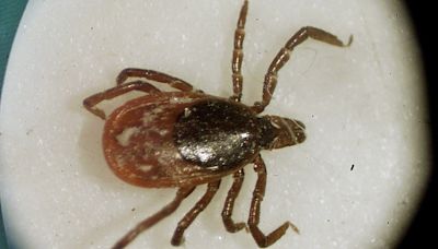 Tick season is expected to be worse than ever in Michigan