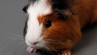 Three guinea pigs found dead in bag behind bus shelter