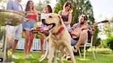 Summer 2024: A Guide to Keeping Your Dog or Cat Calm and Happy