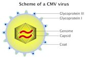 Viral envelope