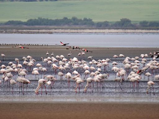 Sequía, desertificación y restauración: España se moviliza para preservar un planeta malherido