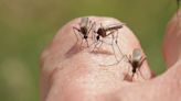 Jefferson County Mosquito Control takes flight to fight pesky insects