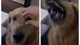 Dog accidentally eats woman’s engagement ring during photoshoot gone awry