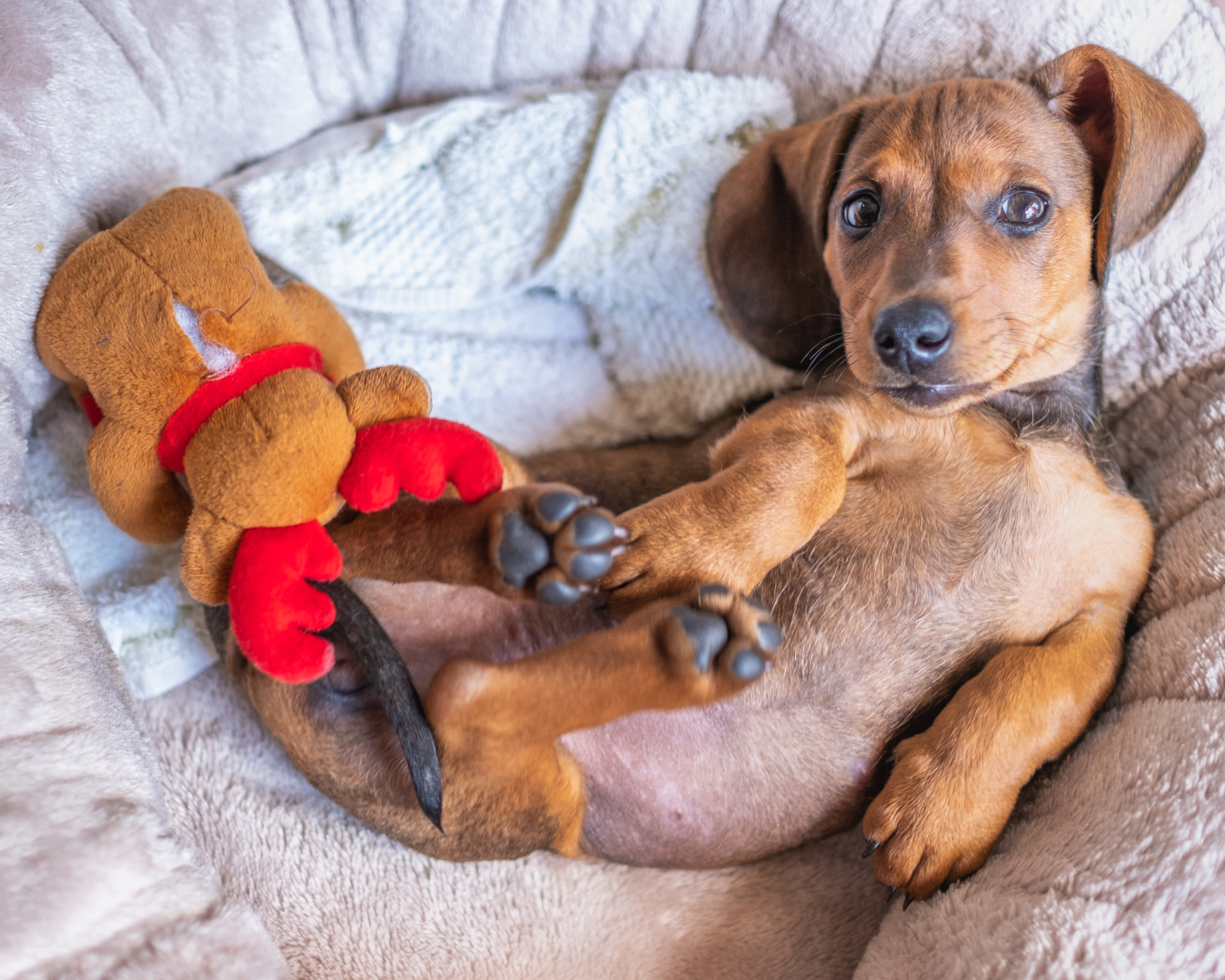 Puppy trashes plant, proves innocence in cutest way possible: "wasn't me"