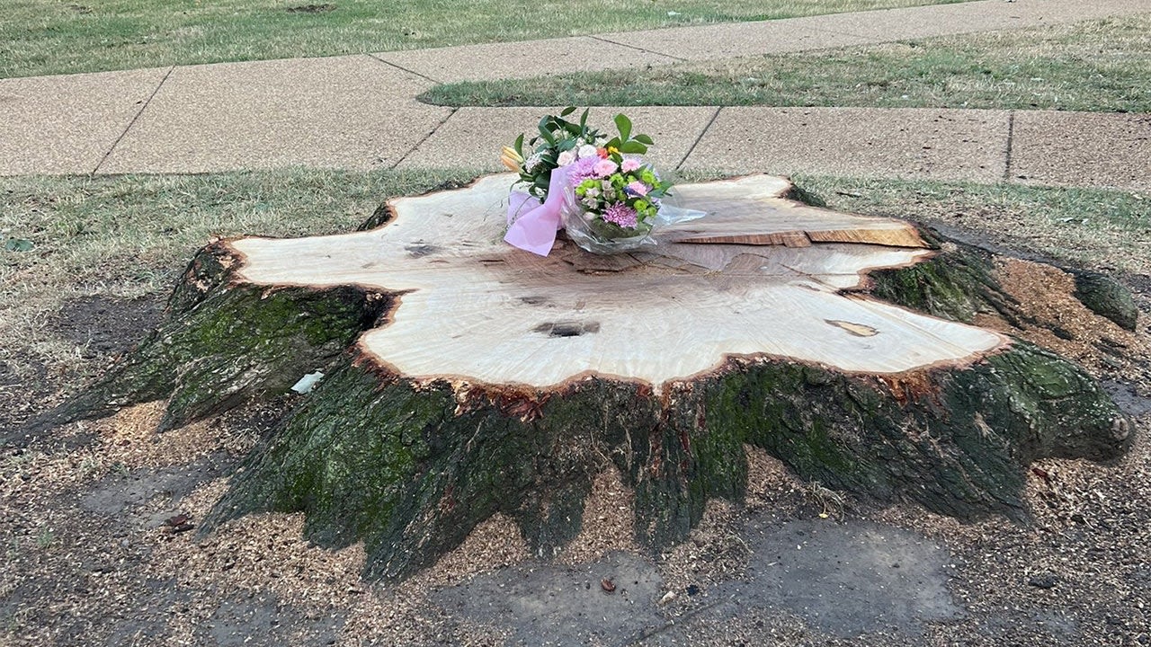 Police identify woman killed by falling tree branch in DC park