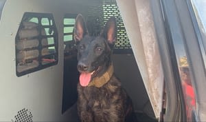 K-9 finds new home after being dropped off at GA shelter by his former handler